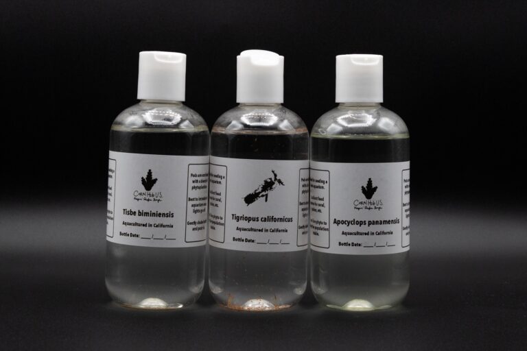 Coral Hub cultured copepods